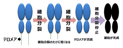 長寿遺伝子のはたらき