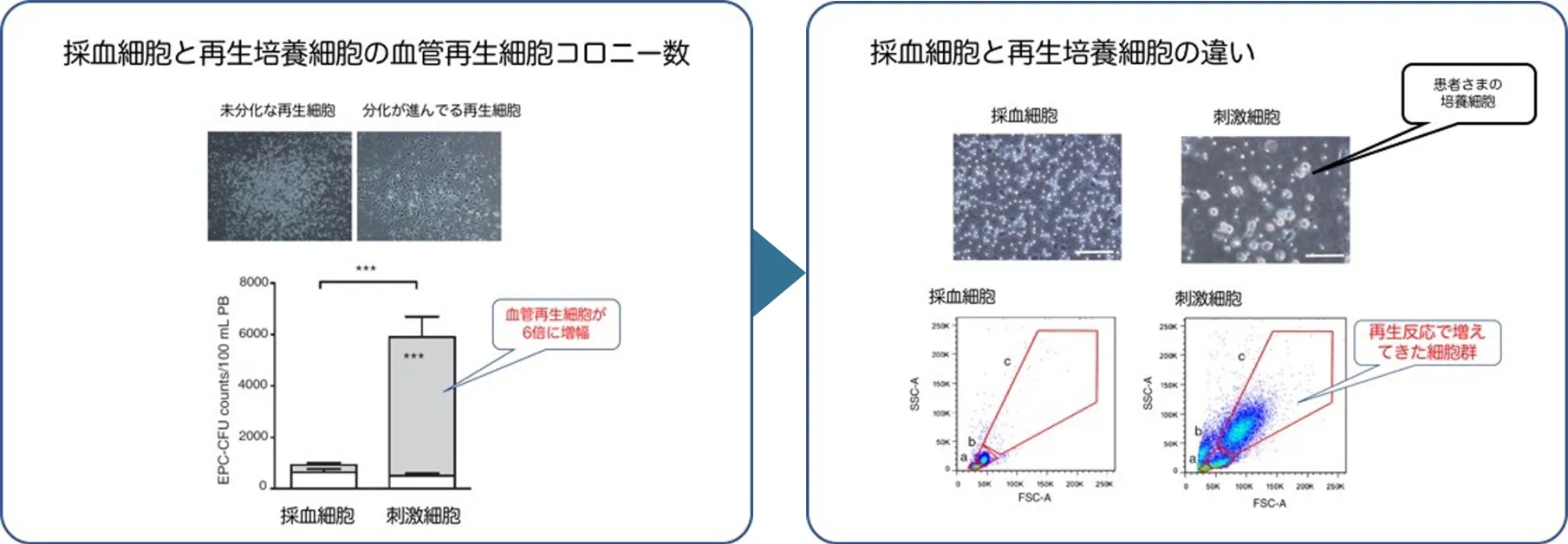 血管再生細胞の数と質