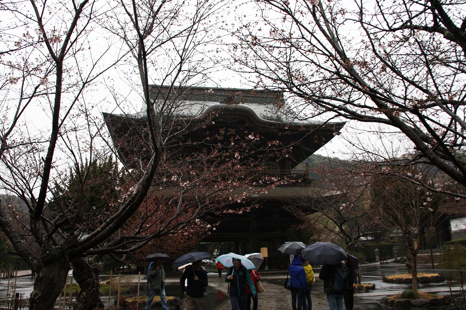 お寺と咲き始めた桜