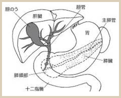 肝臓・胆道・膵臓