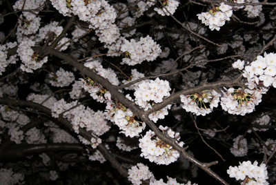 腎内花見