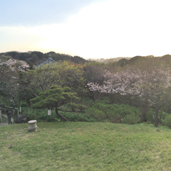 お花見の季節