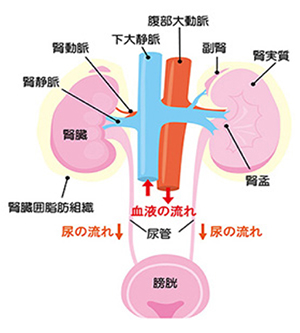 腎臓の働き