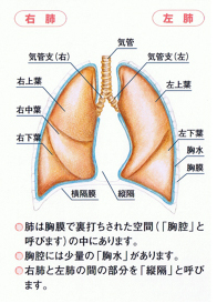 肺の構造図