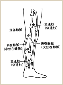 横から見た足の図