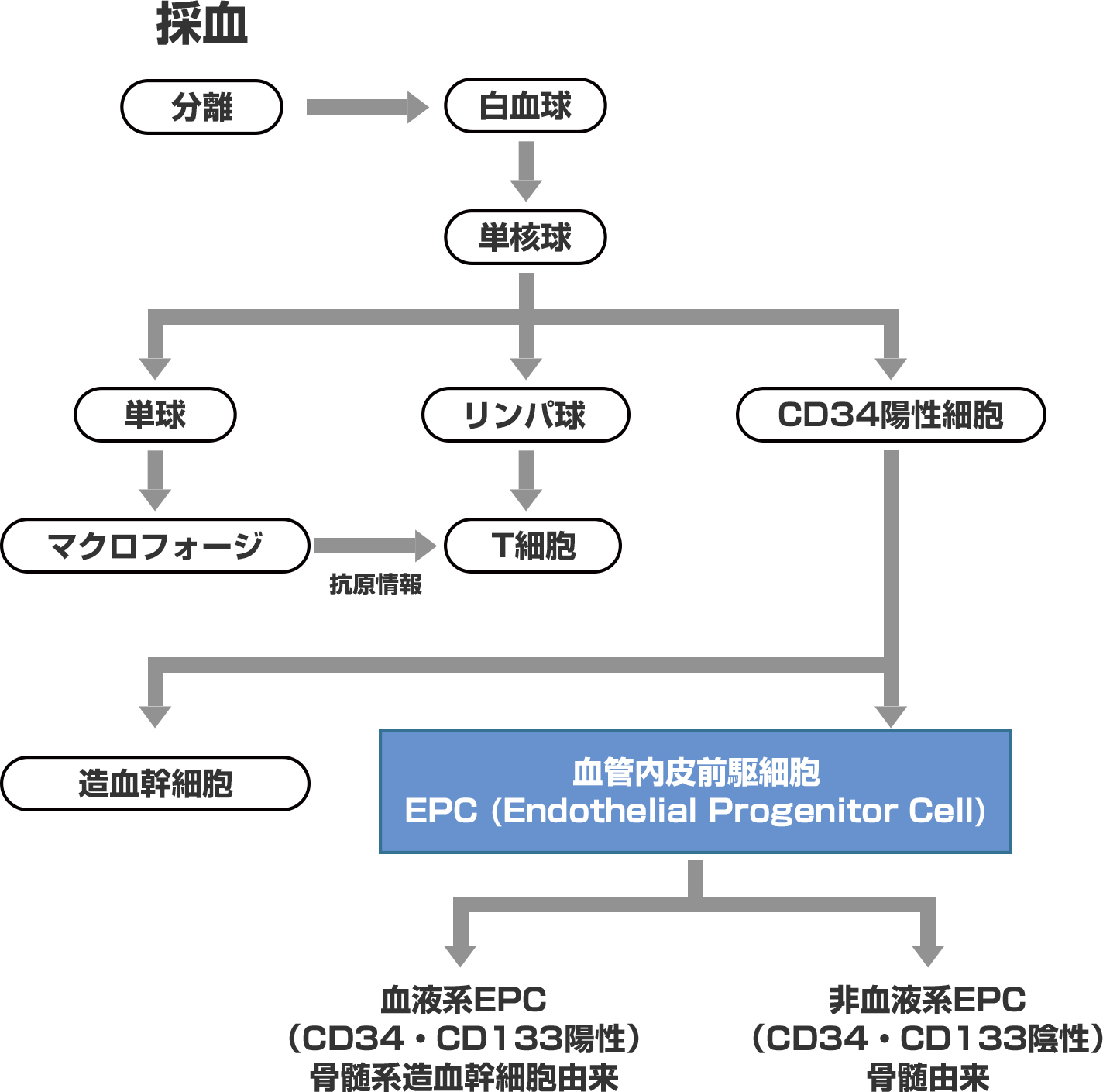 血管内皮前駆細胞 EPC (Endothelial Progenitor Cell)